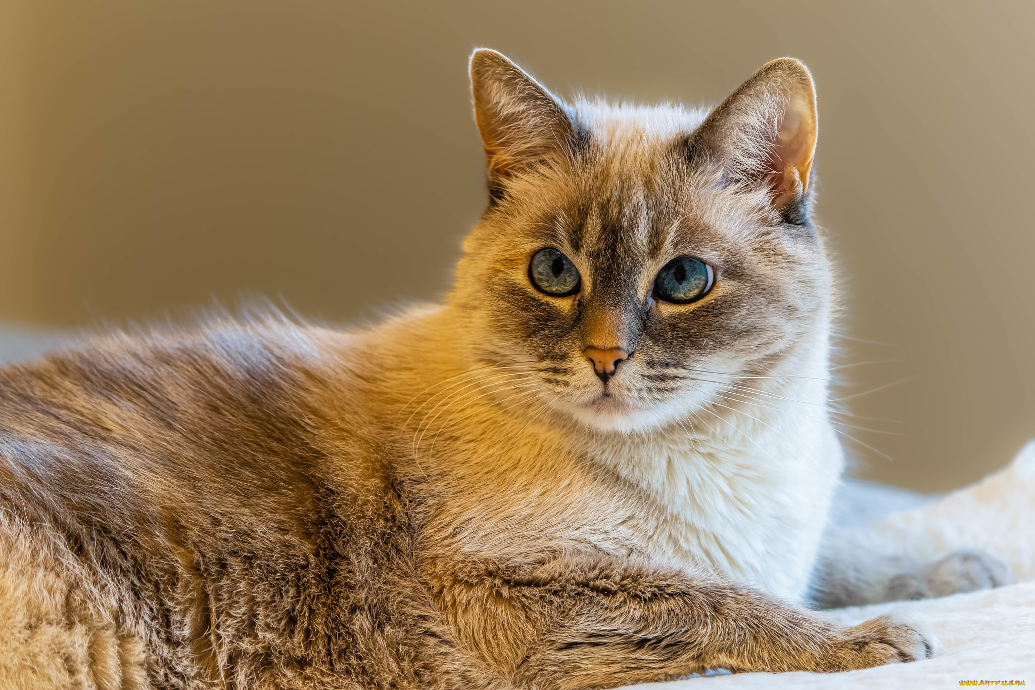 животные, коты, кот, кошка