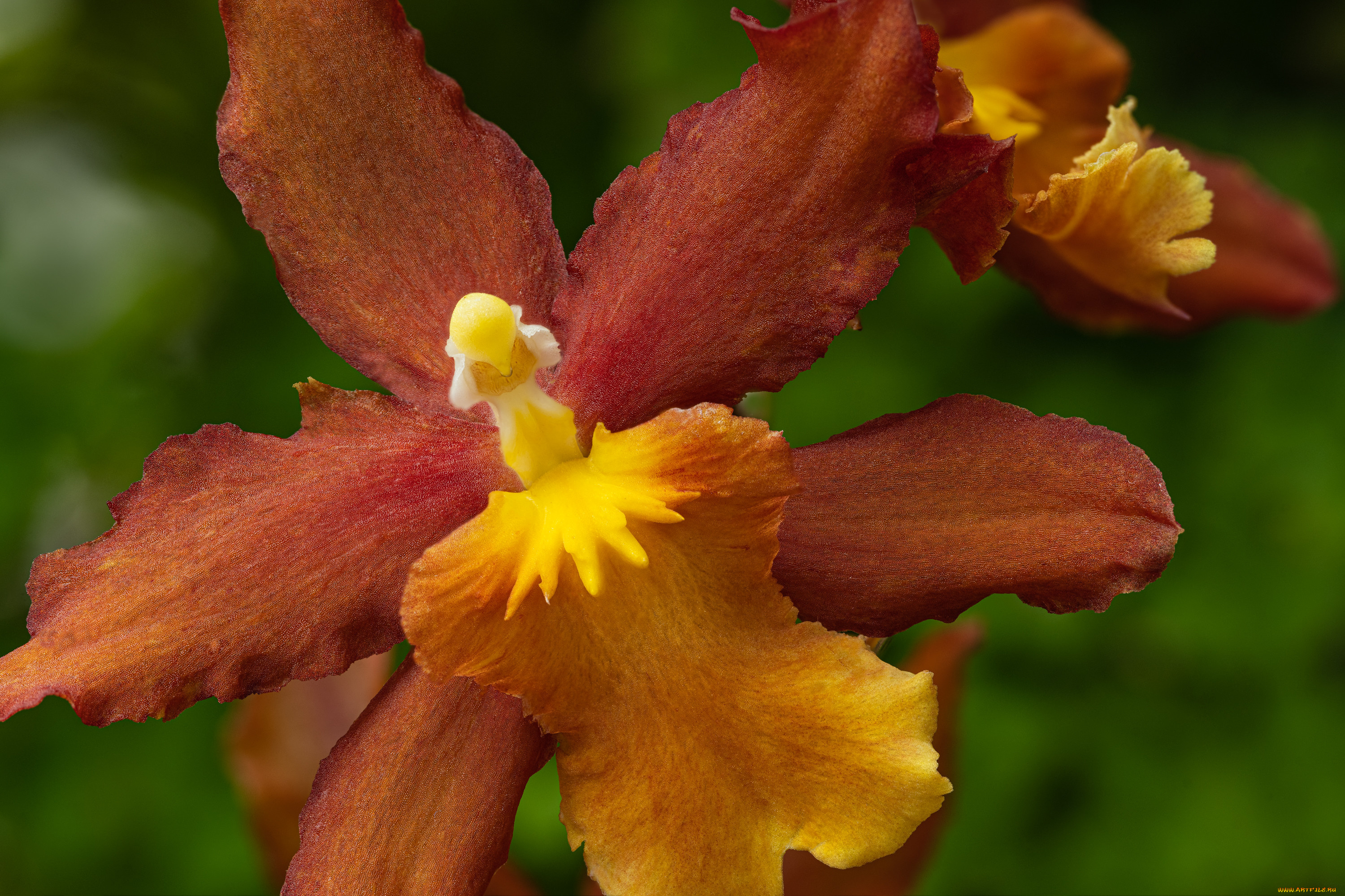 цветы, орхидеи, орхидея