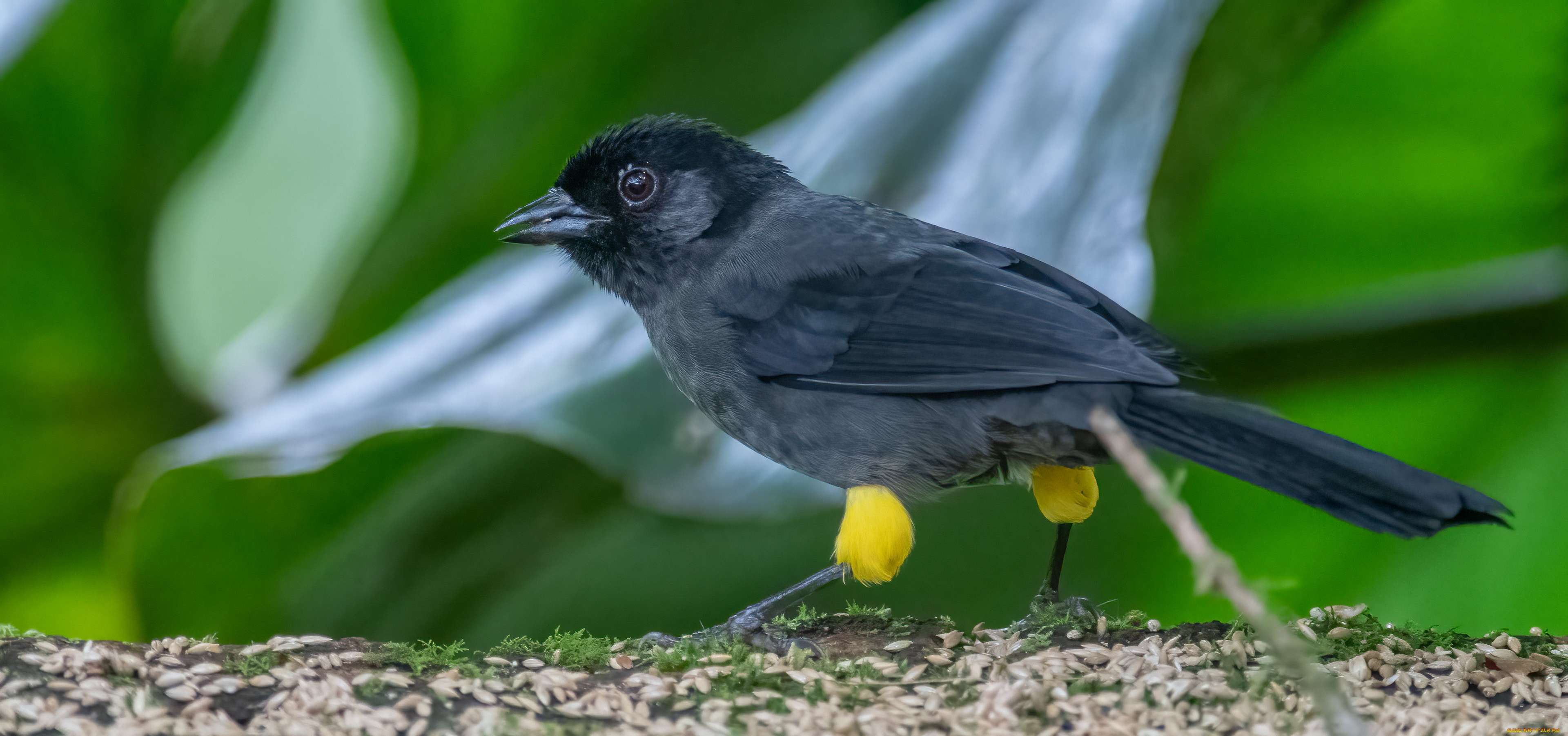 животные, птицы, птица