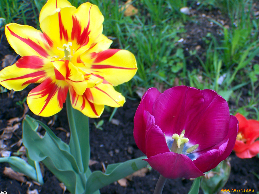 тюльпаны, цветы
