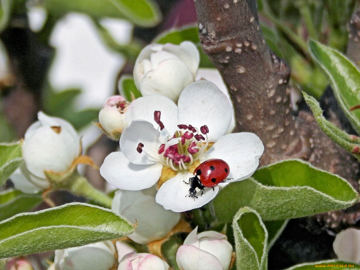 цветы, цветущие, деревья, кустарники