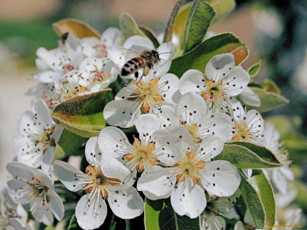 цветы, цветущие, деревья, кустарники