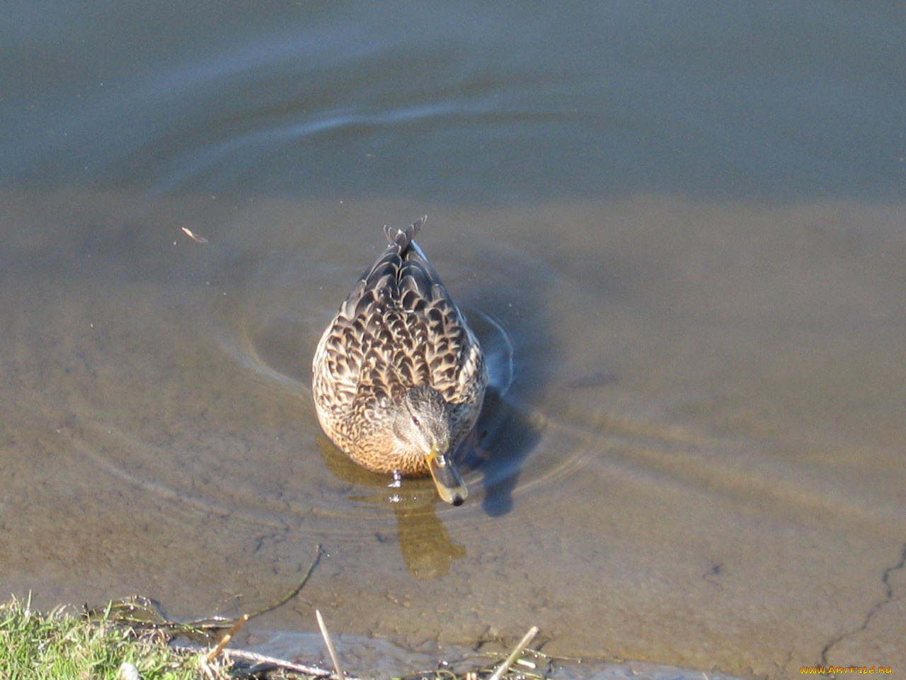 животные, утки