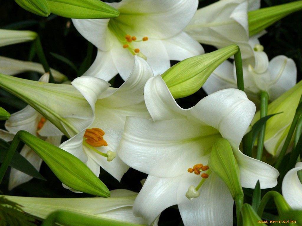 цветы, лилии, лилейники