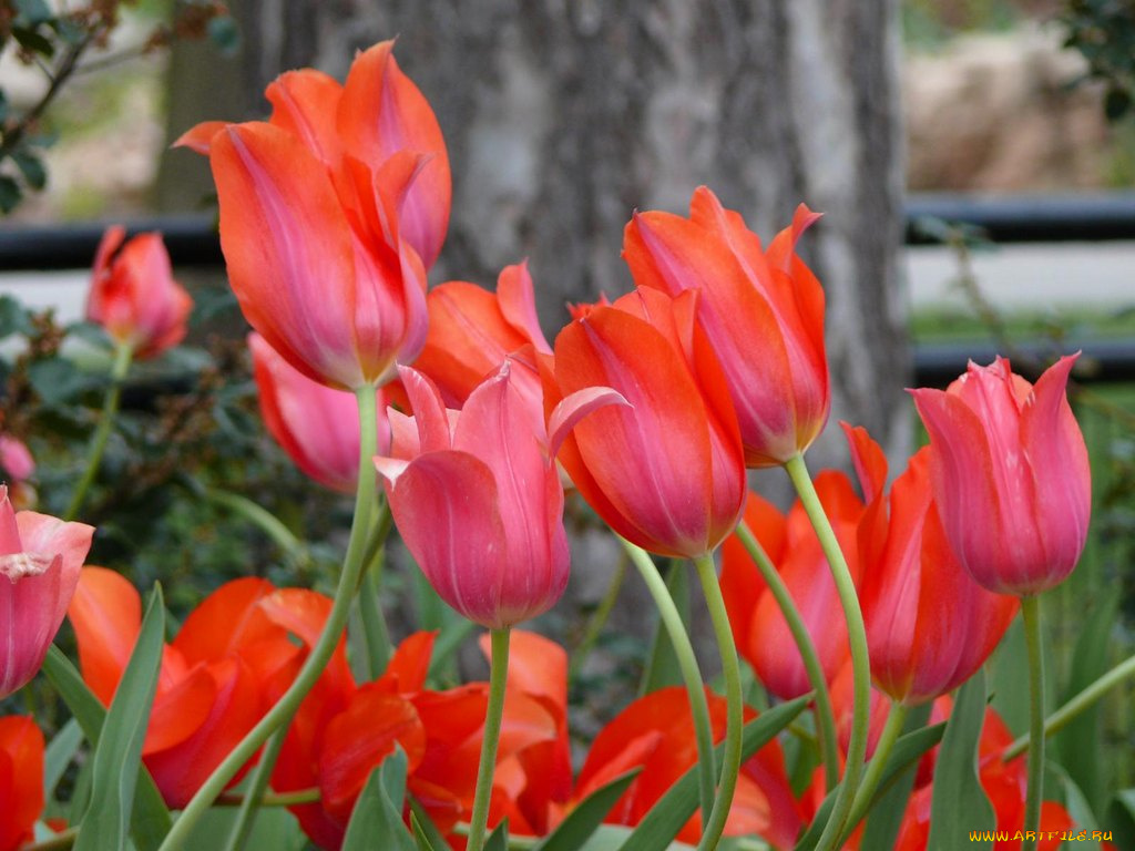 цветы, тюльпаны