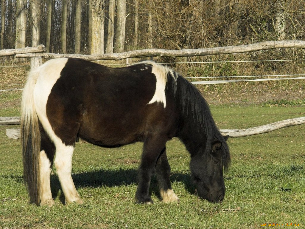 животные, лошади