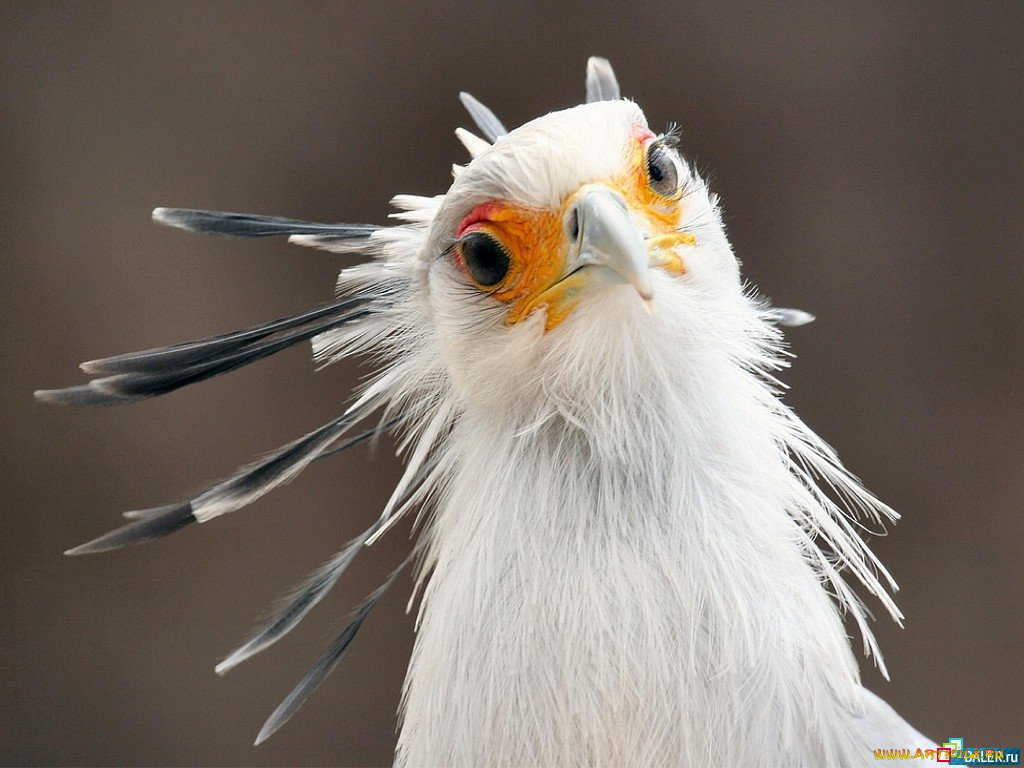 животные, птицы, хищники