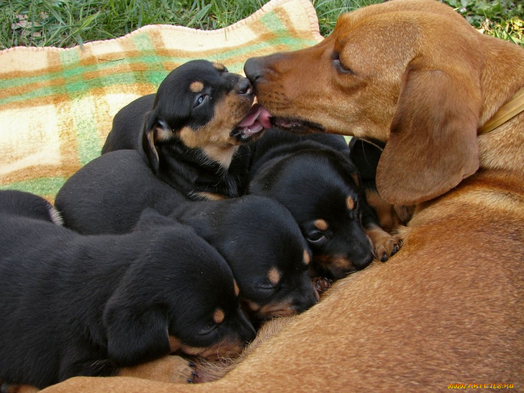 животные, собаки