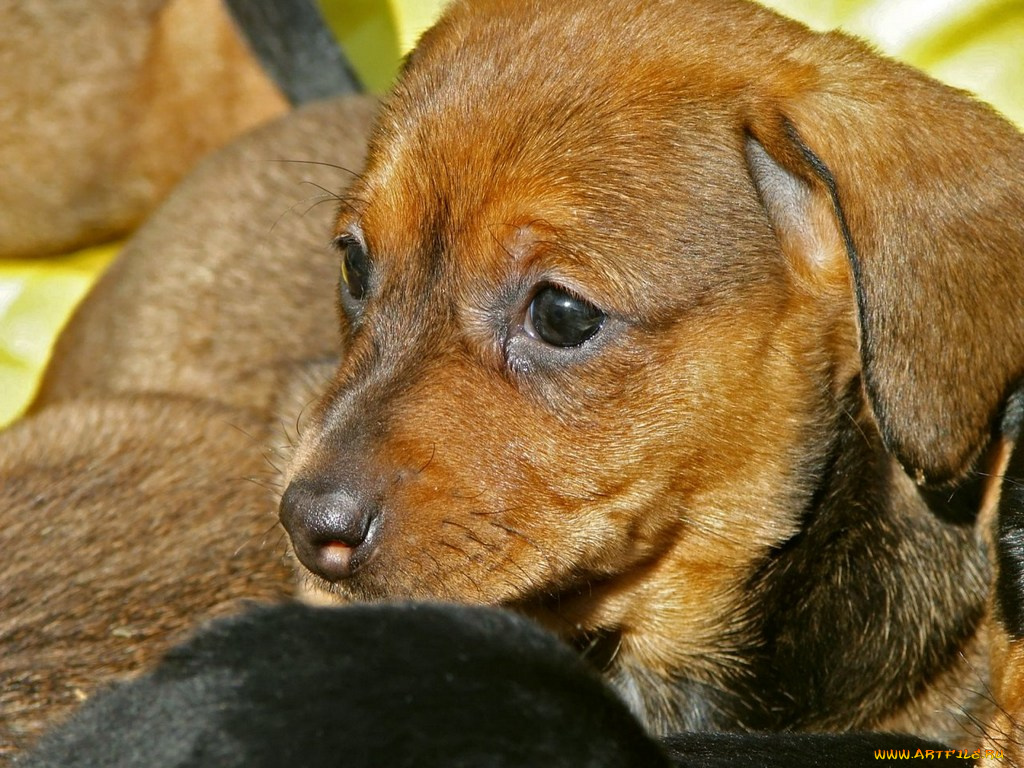 животные, собаки