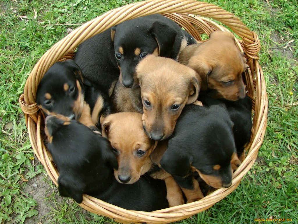 животные, собаки