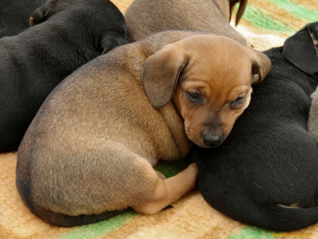 животные, собаки