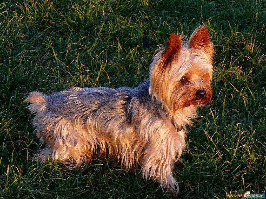 животные, собаки