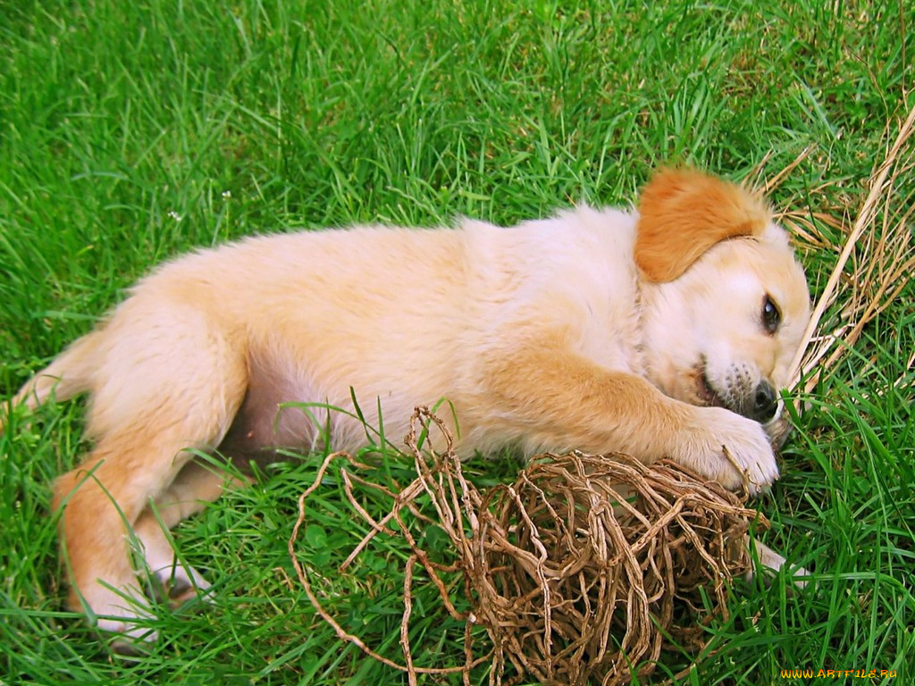 животные, собаки