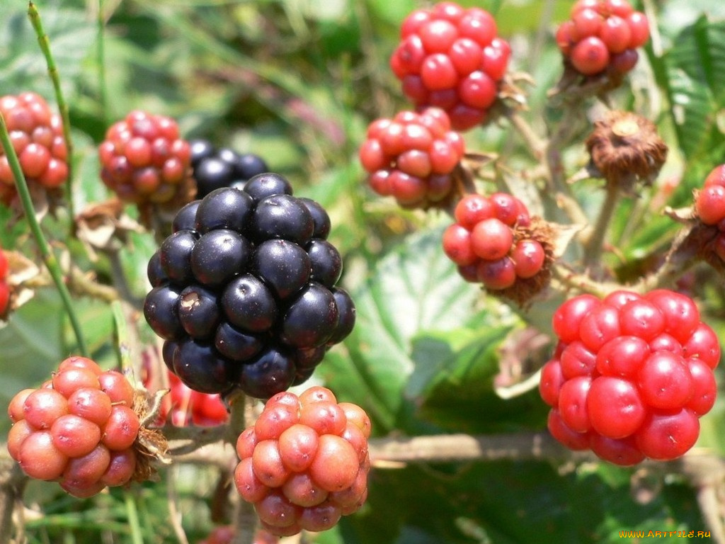 еда, ежевика