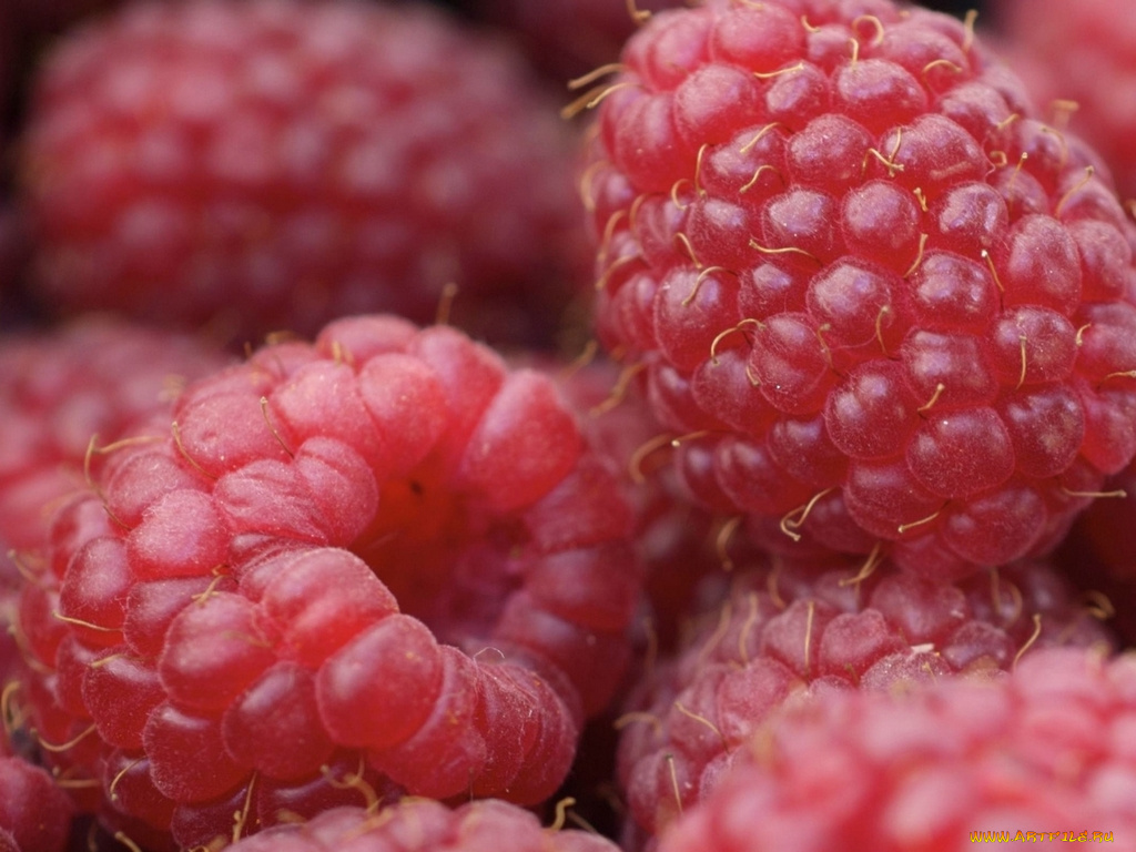 еда, малина