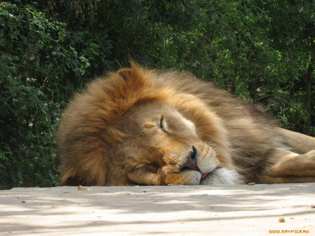 животные, львы