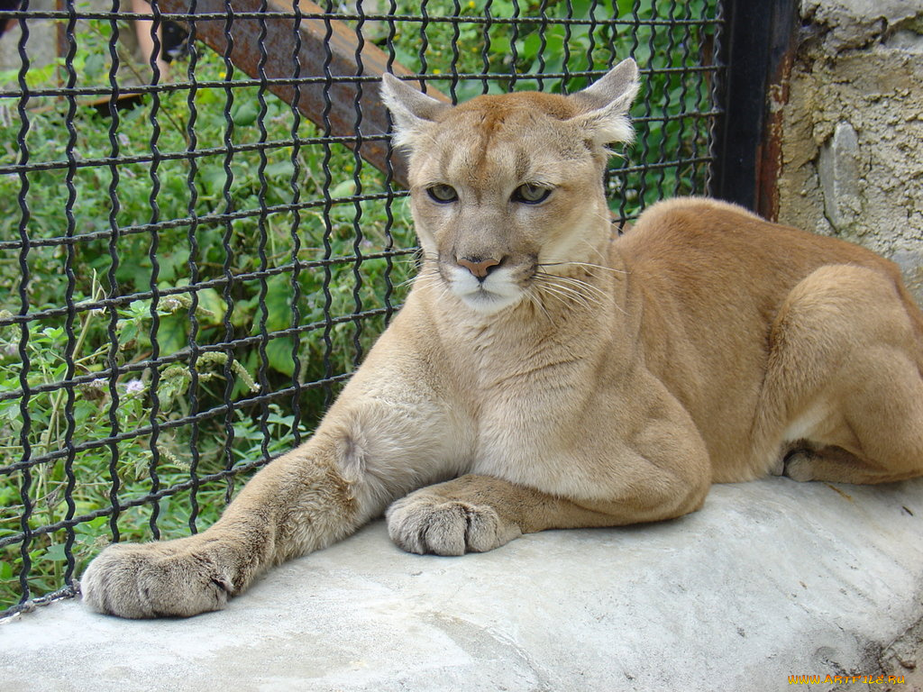 животные, пумы