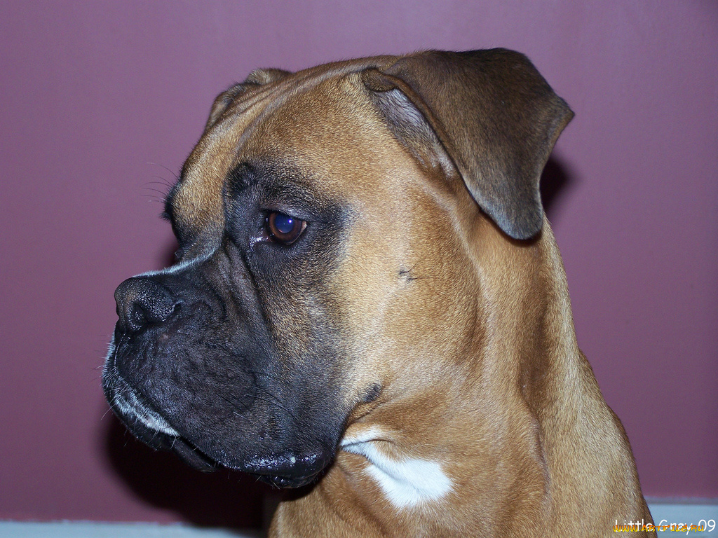 животные, собаки