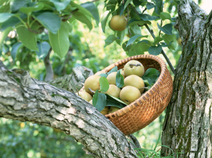 обоя еда, Яблоки