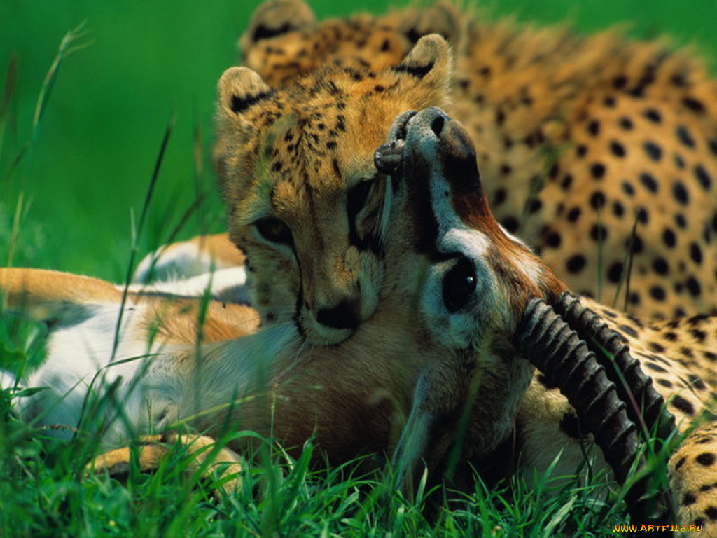 животные, гепарды