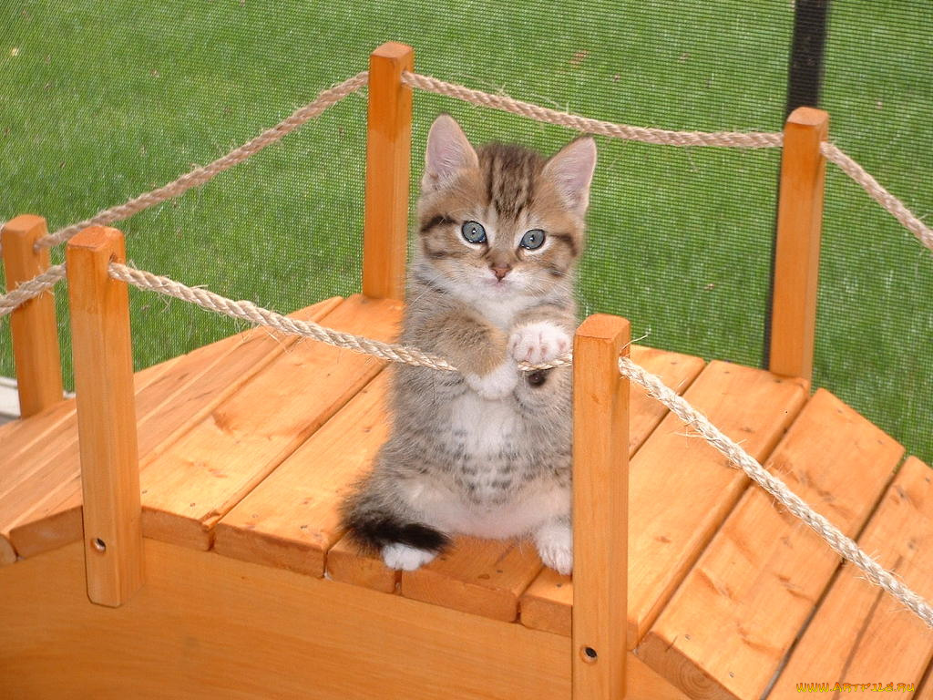 животные, коты