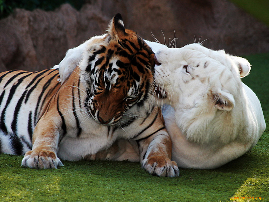 животные, тигры