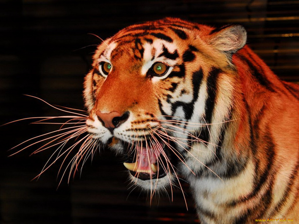 животные, тигры