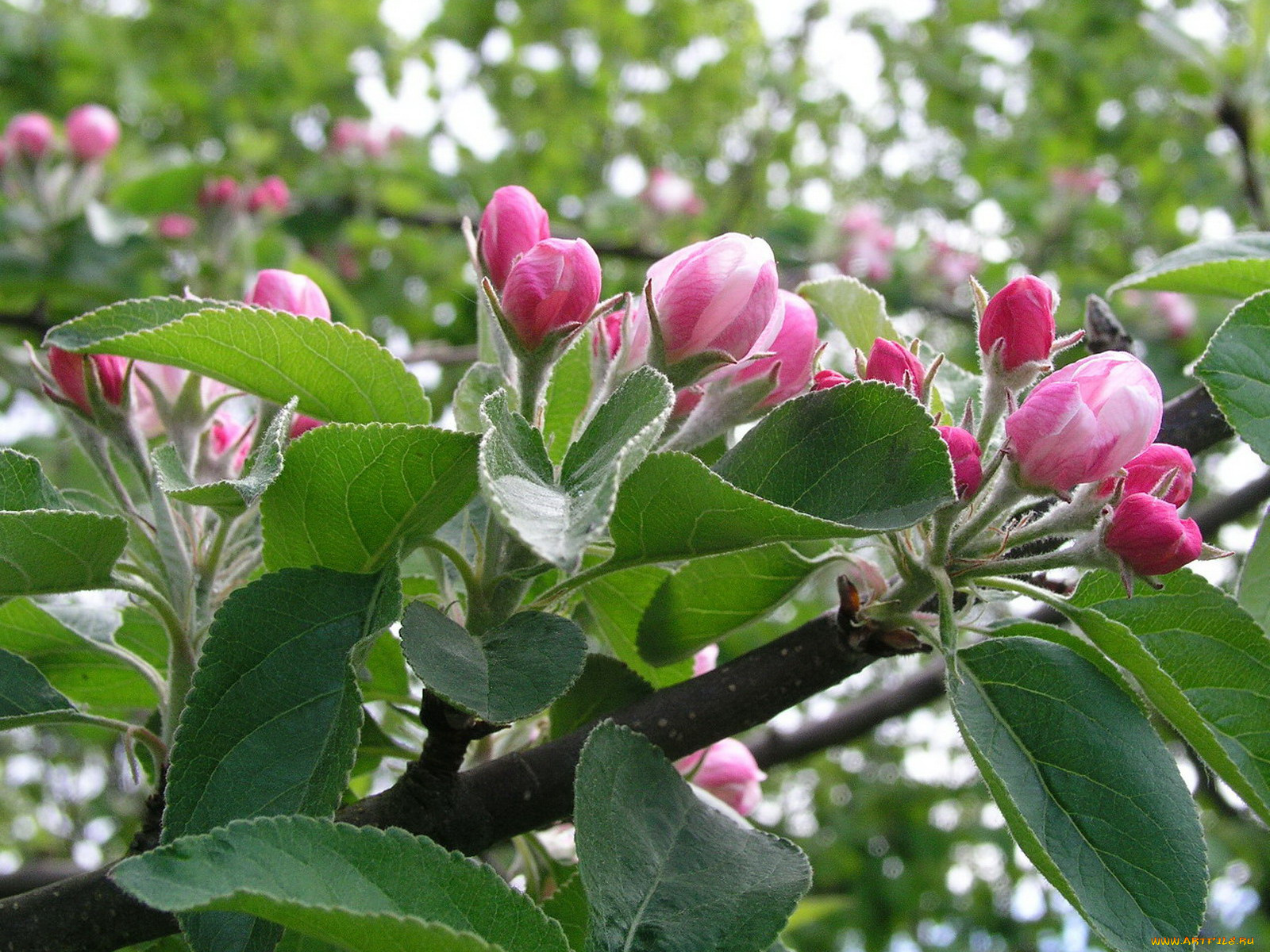 цветы, цветущие, деревья, кустарники
