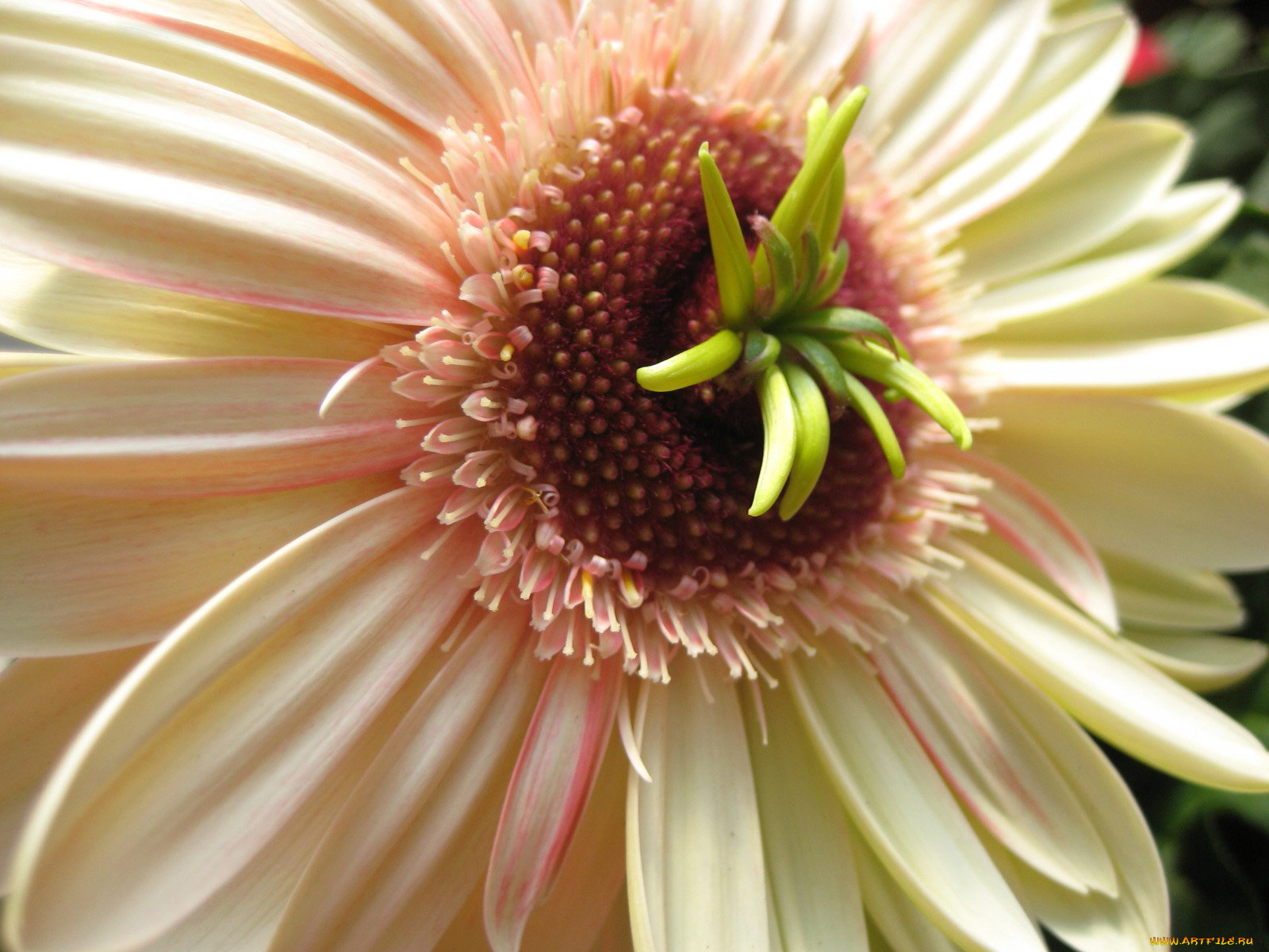 цветы, герберы