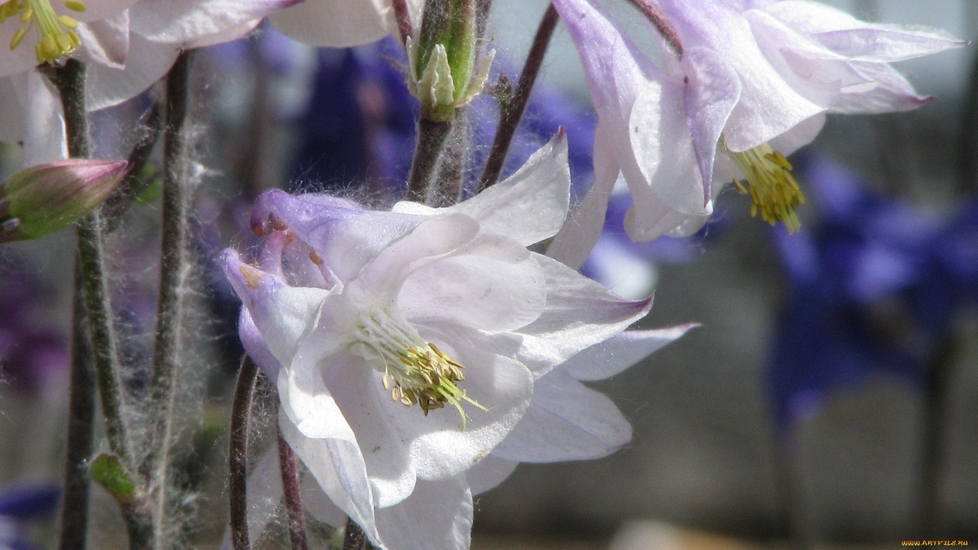 цветы, аквилегия, водосбор