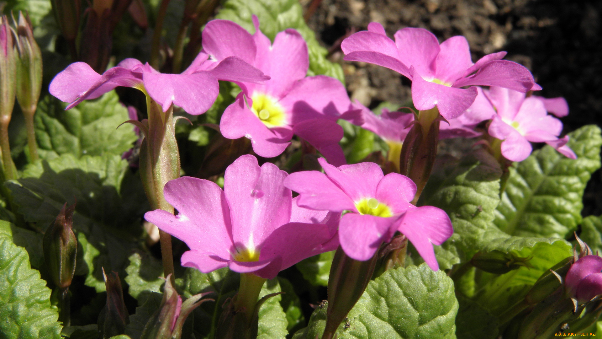 цветы, примулы, примула
