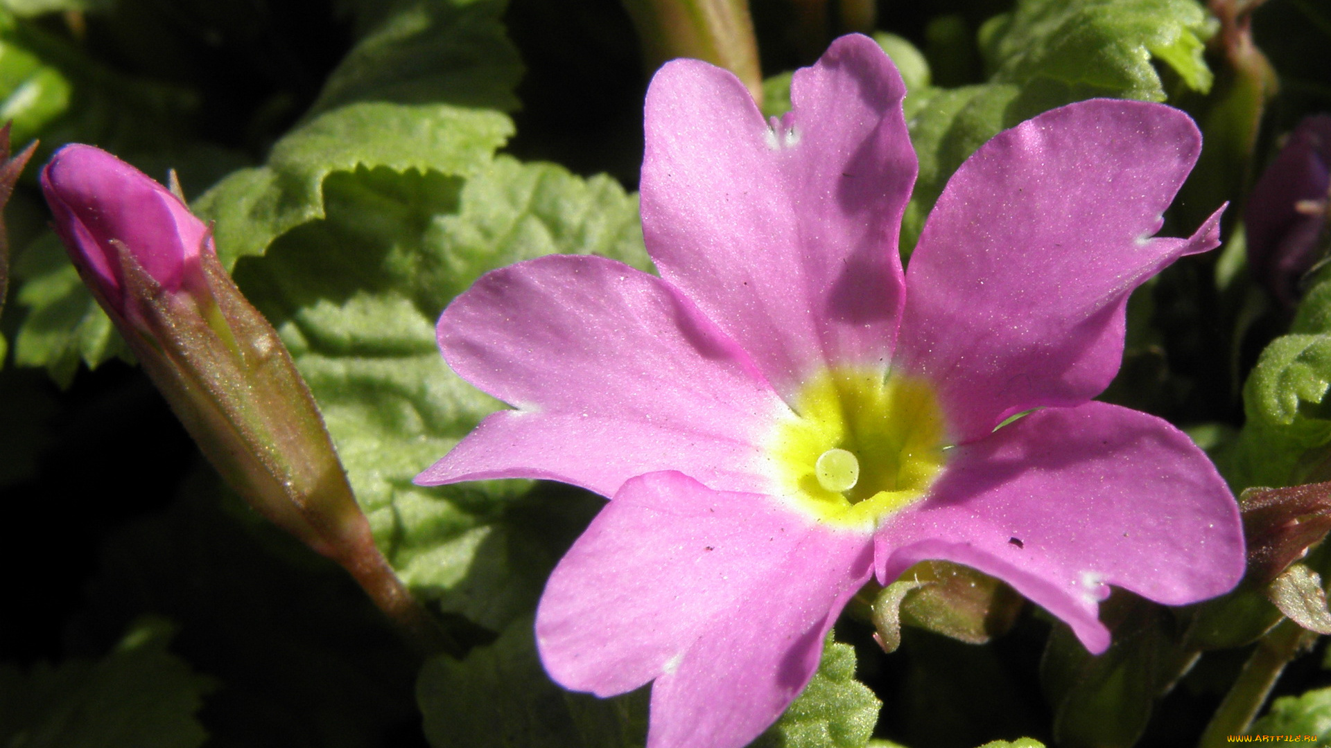 цветы, примулы, примула