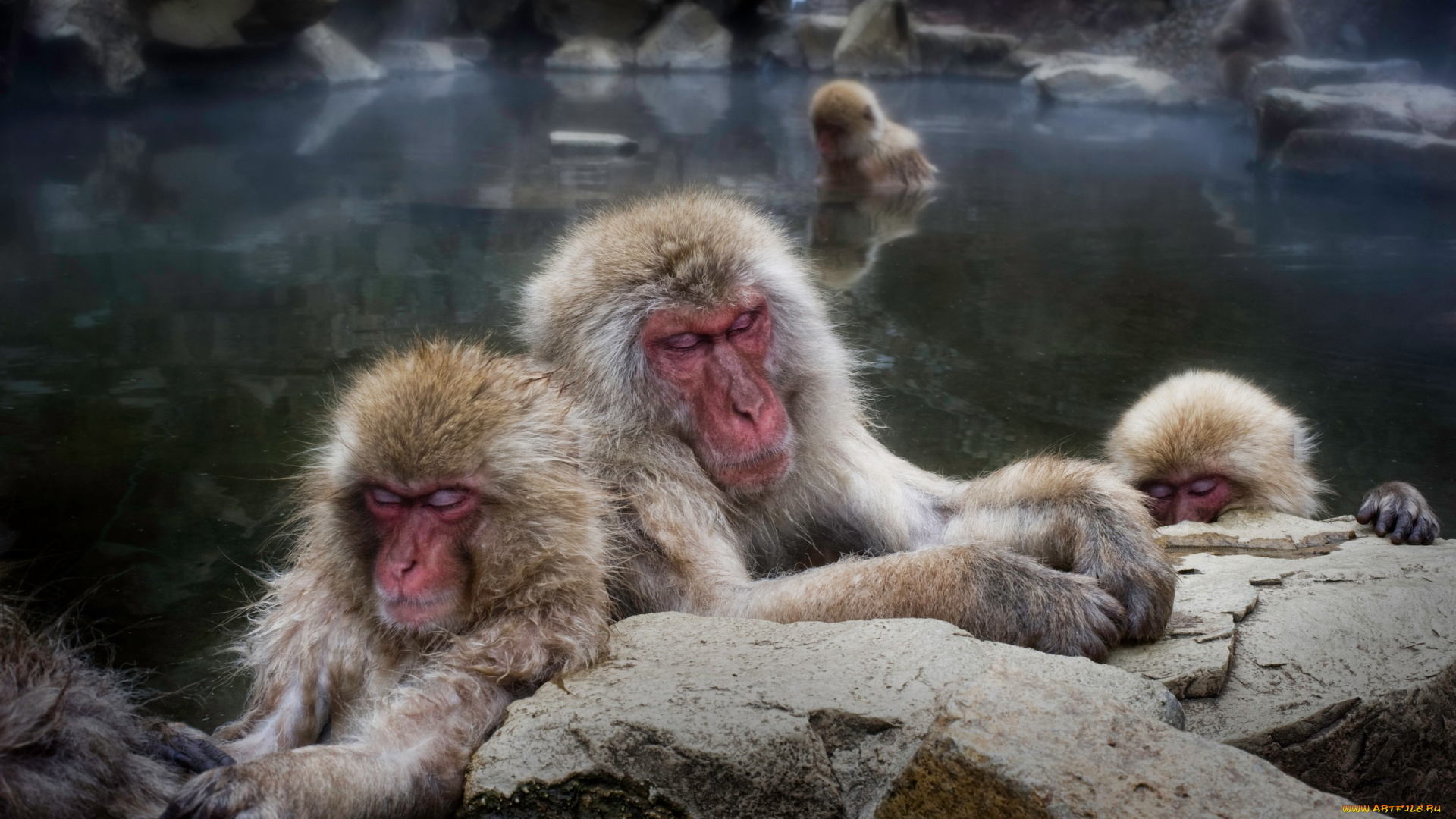 животные, обезьяны