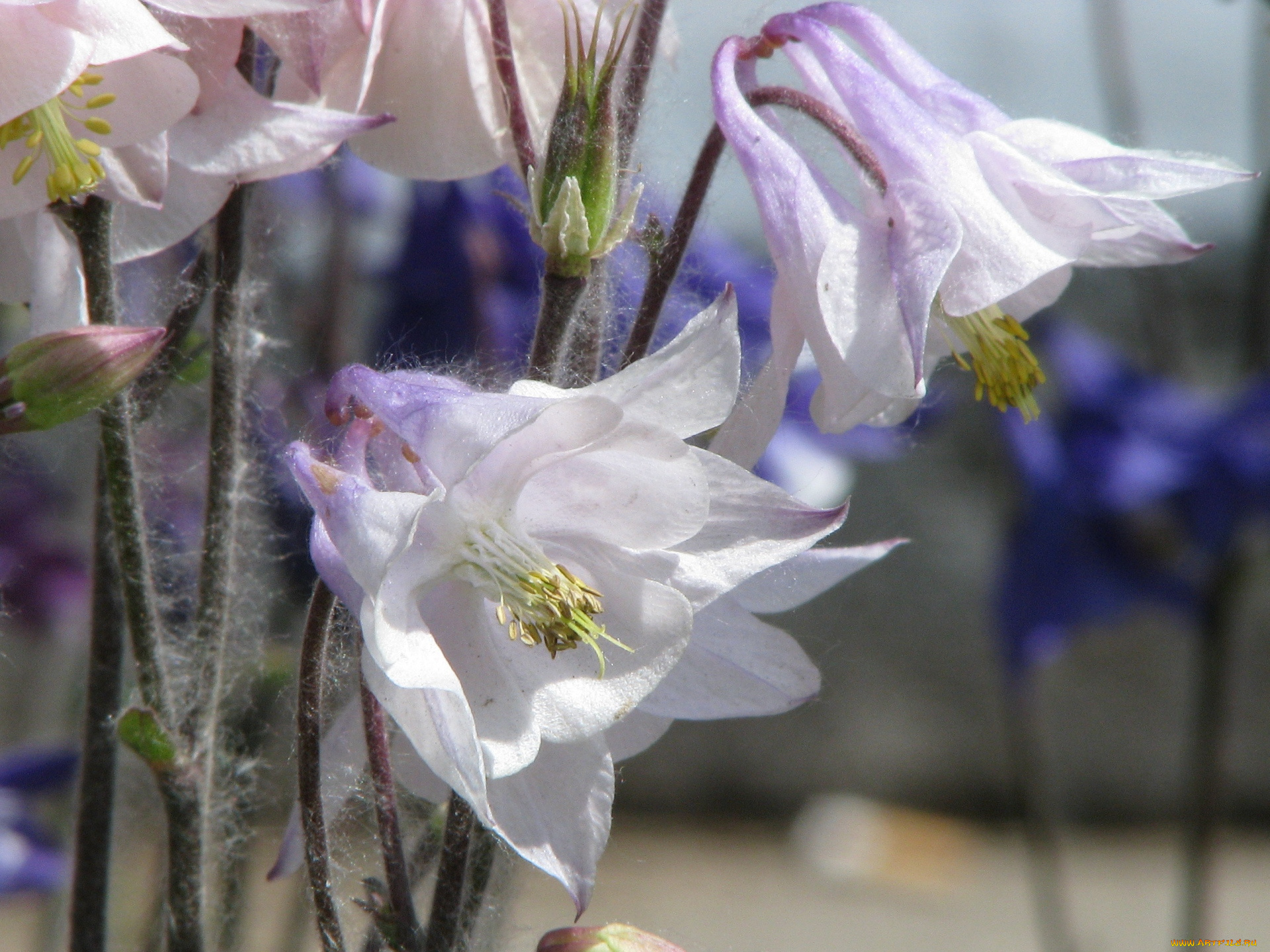 цветы, аквилегия, водосбор