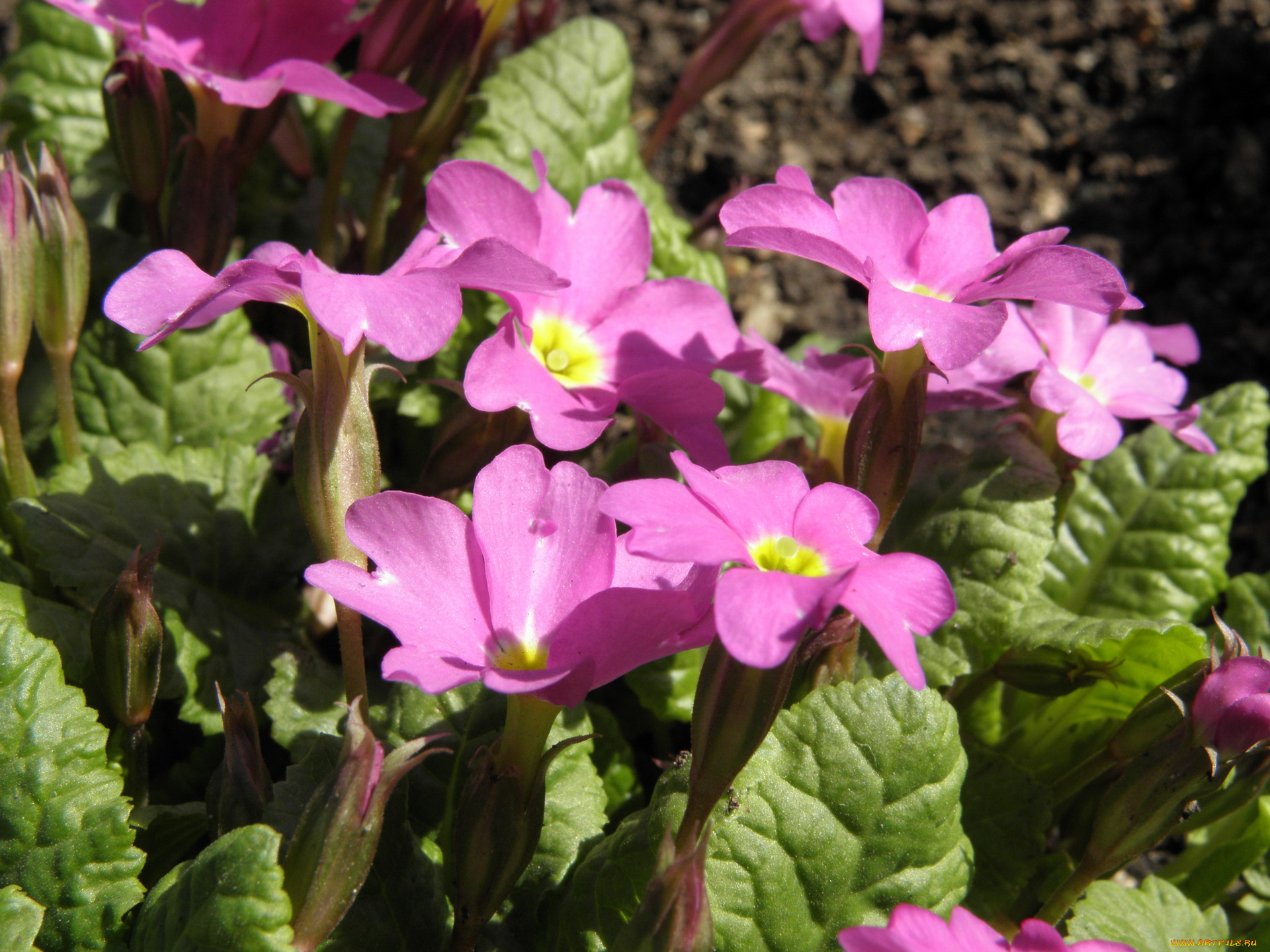 цветы, примулы, примула