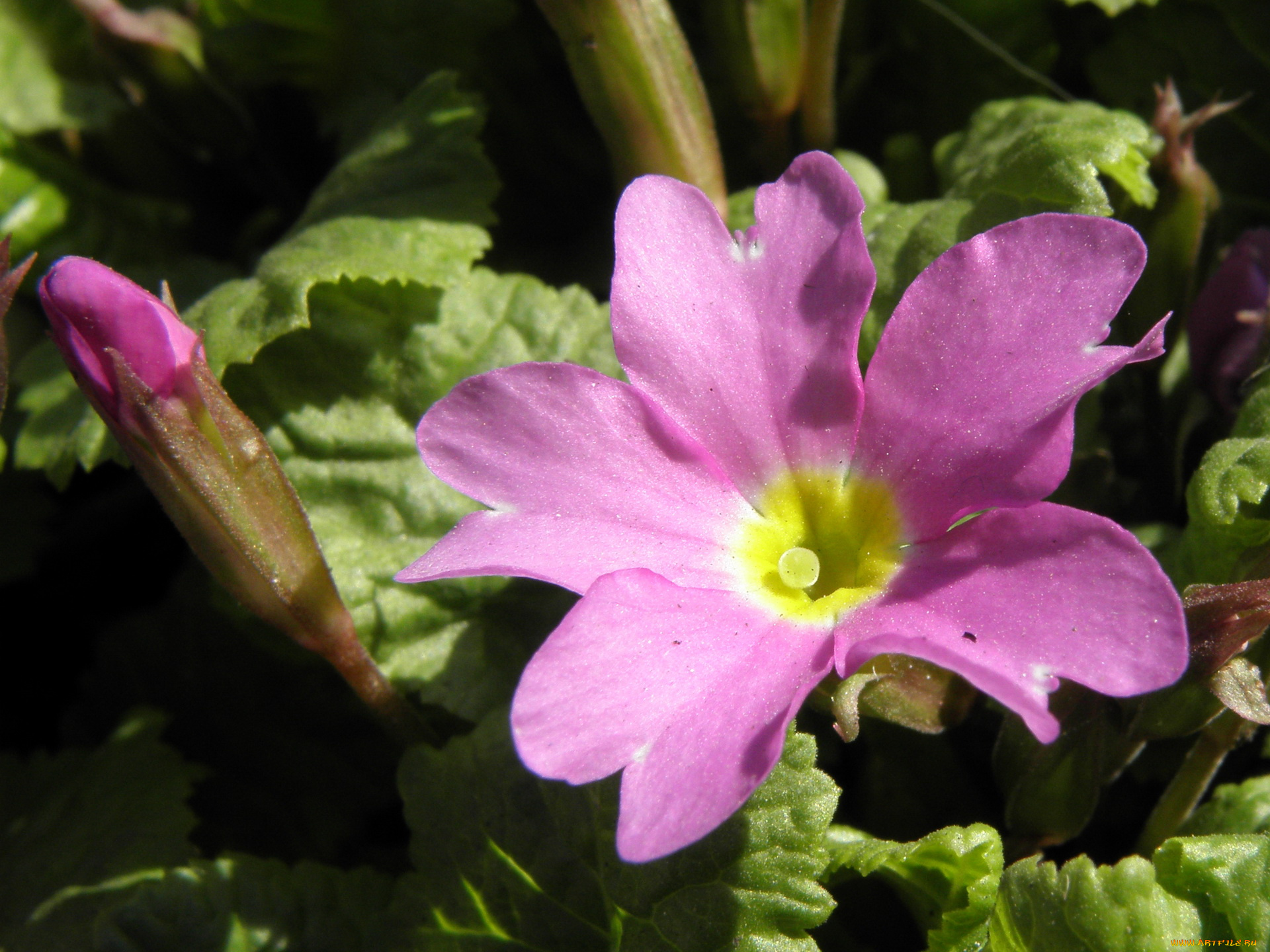 цветы, примулы, примула