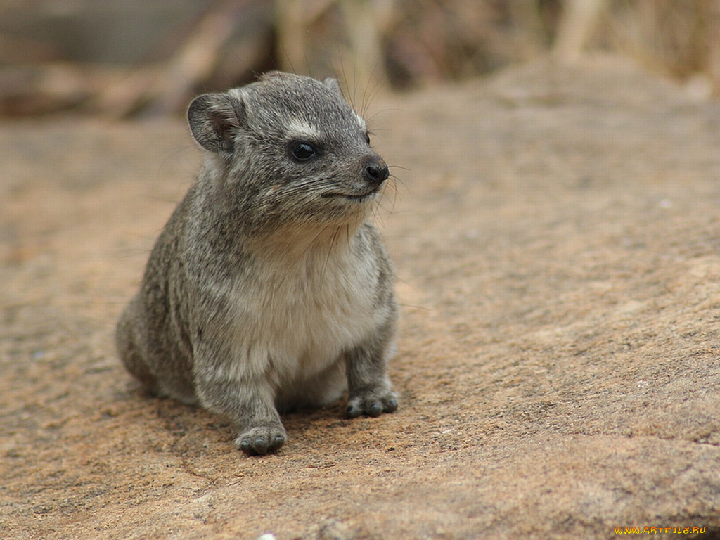 даман, животные, другое