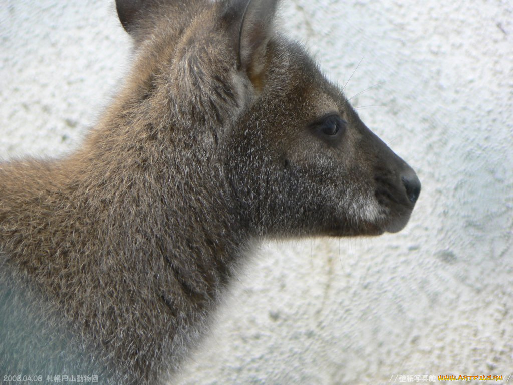 животные, кенгуру