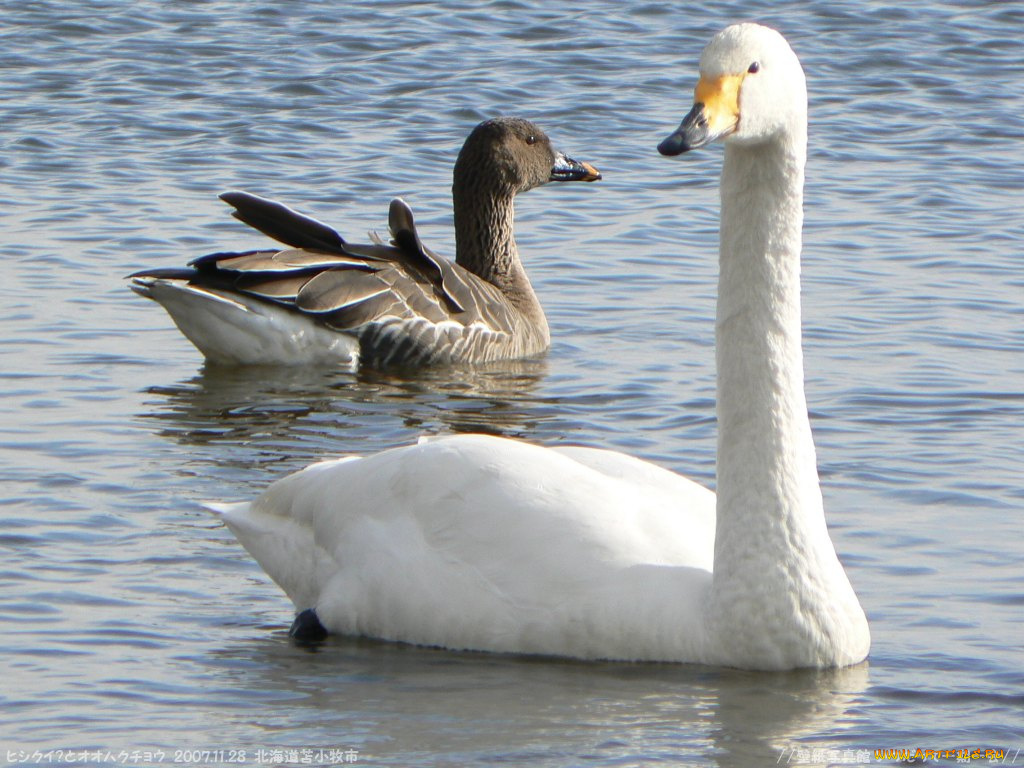 животные, лебеди
