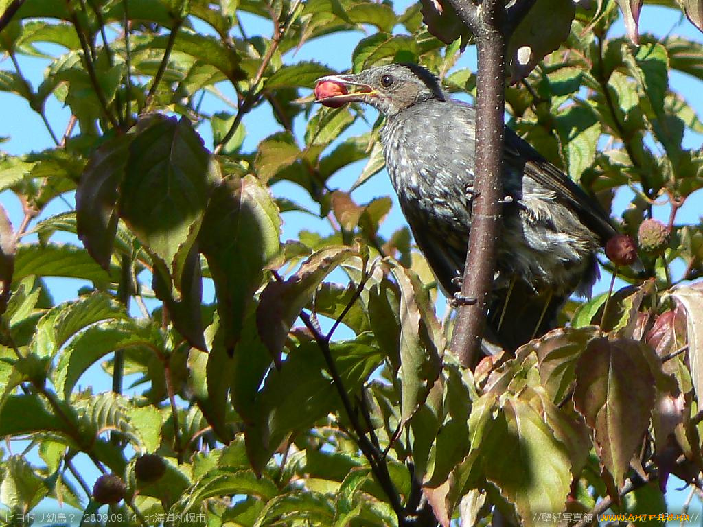 животные, птицы