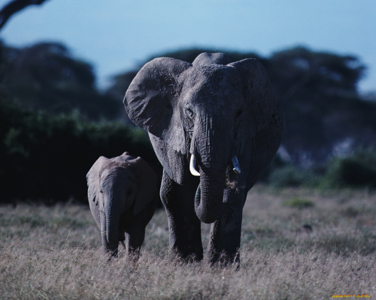 животные, слоны
