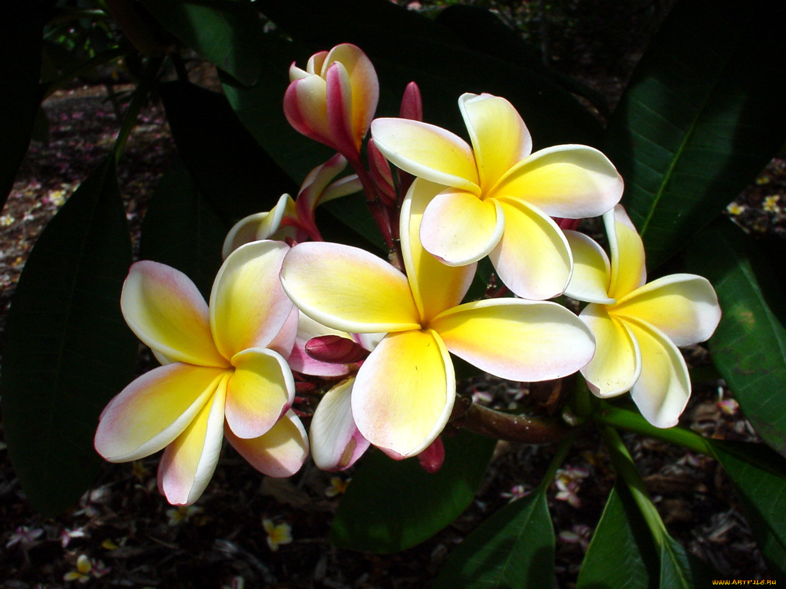 цветы, плюмерия
