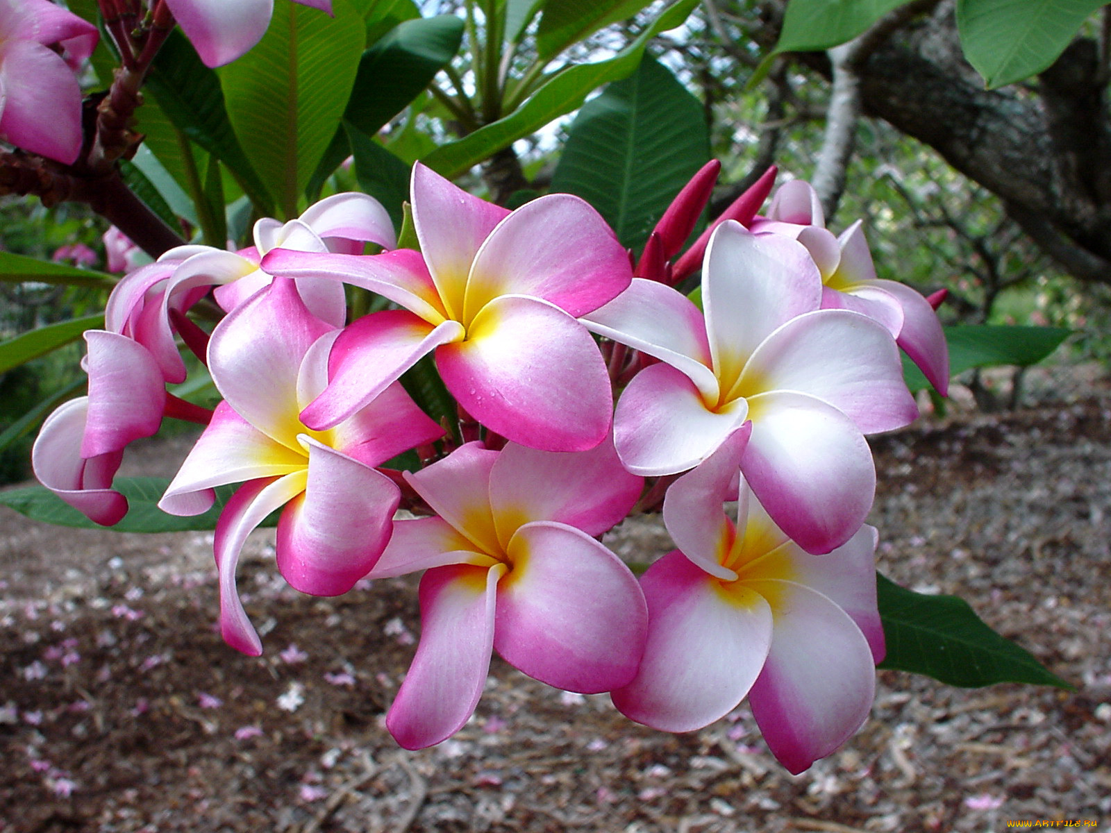 цветы, плюмерия