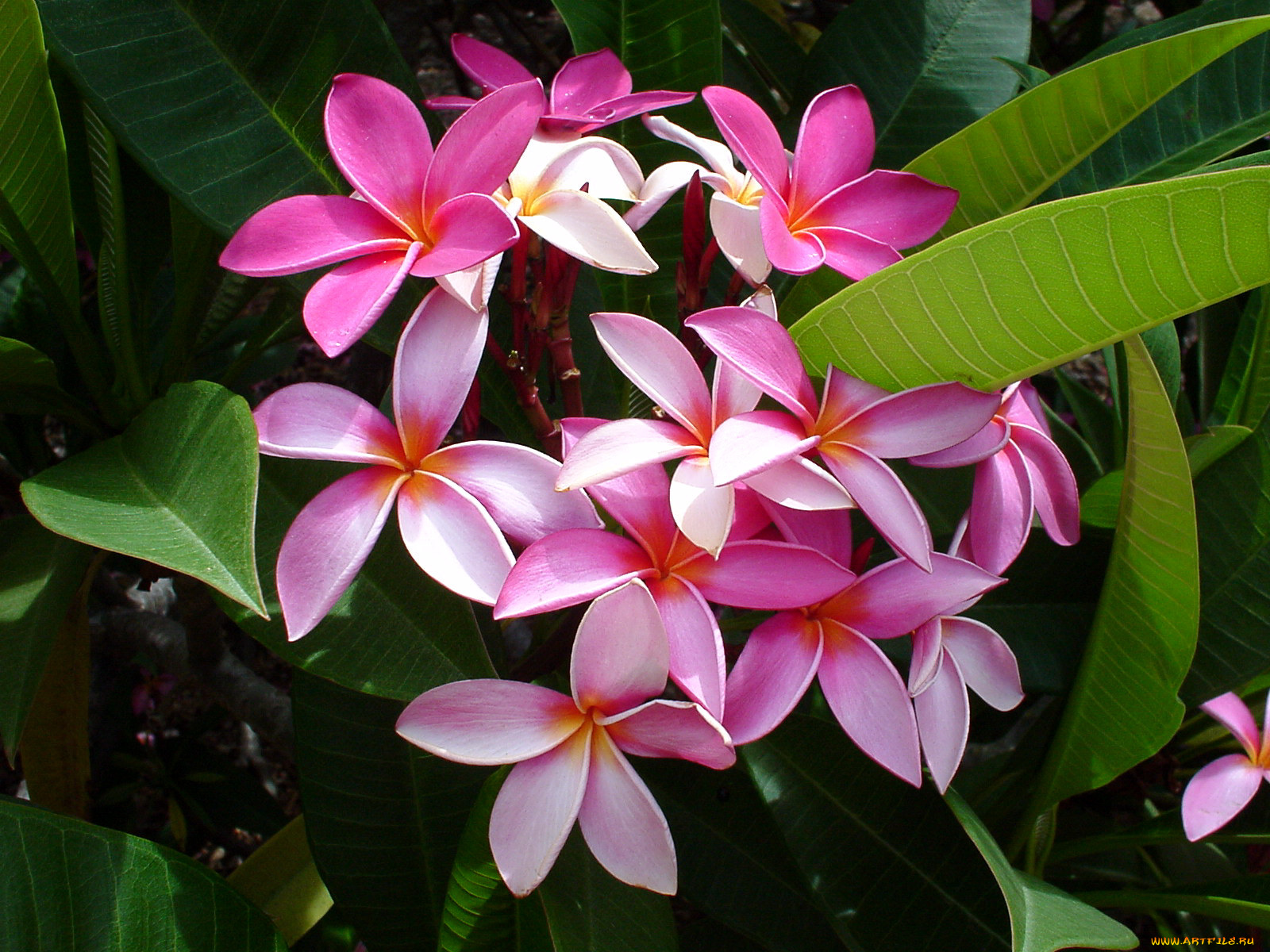 цветы, плюмерия