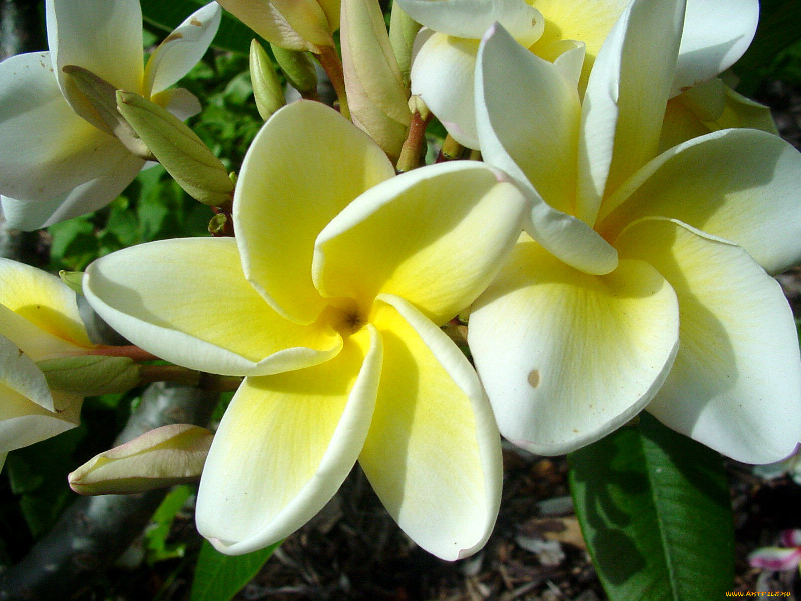 цветы, плюмерия