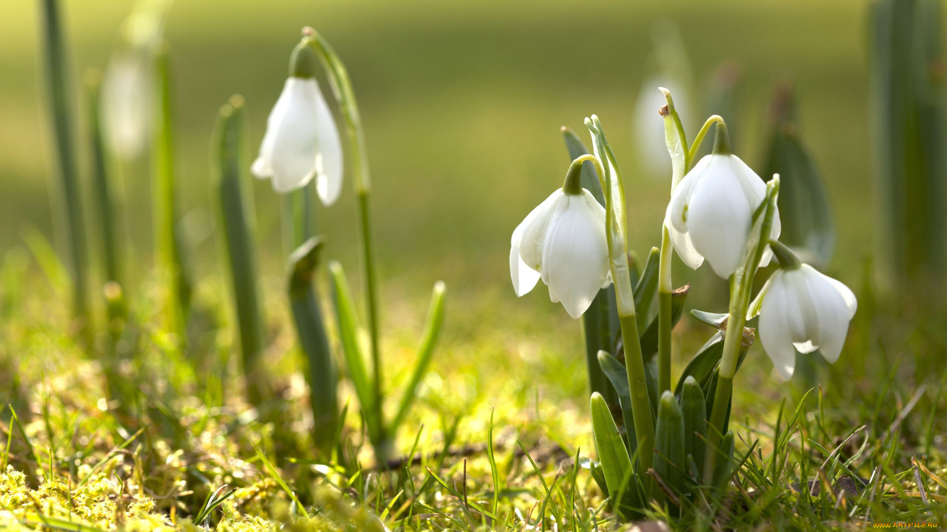 цветы, подснежники, белоцветник