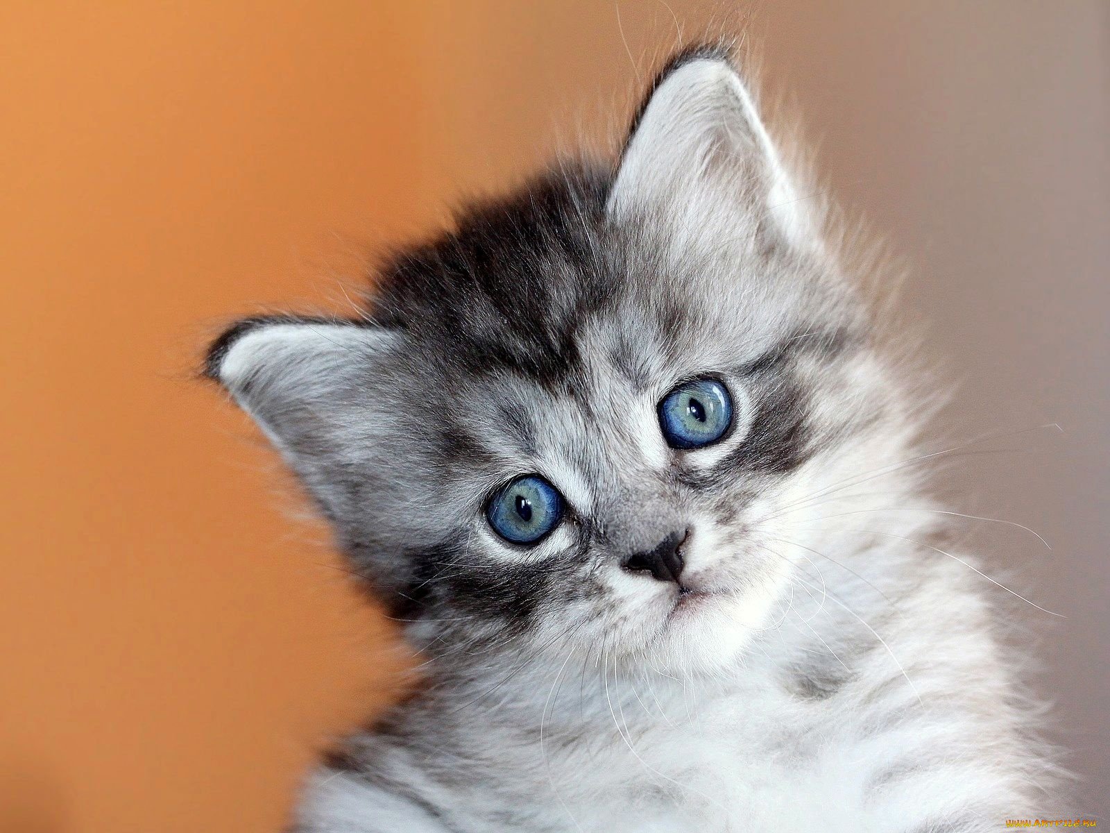 животные, коты, котенок, глаза