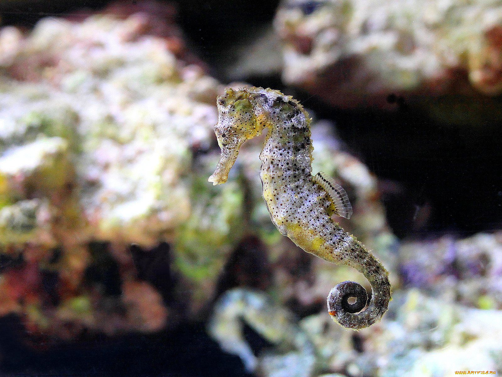 животные, морская, фауна, морской, конек