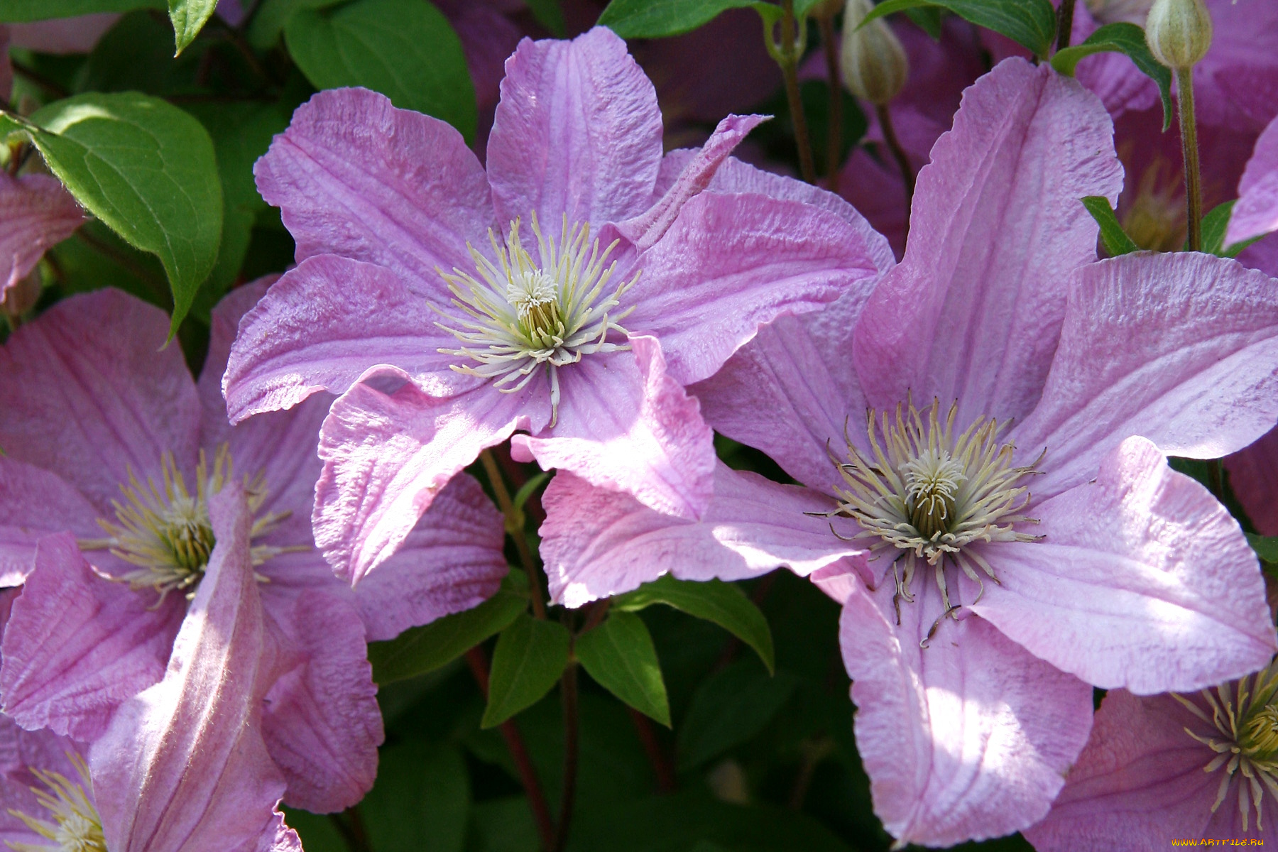 цветы, клематис, ломонос, розовый, лепестки