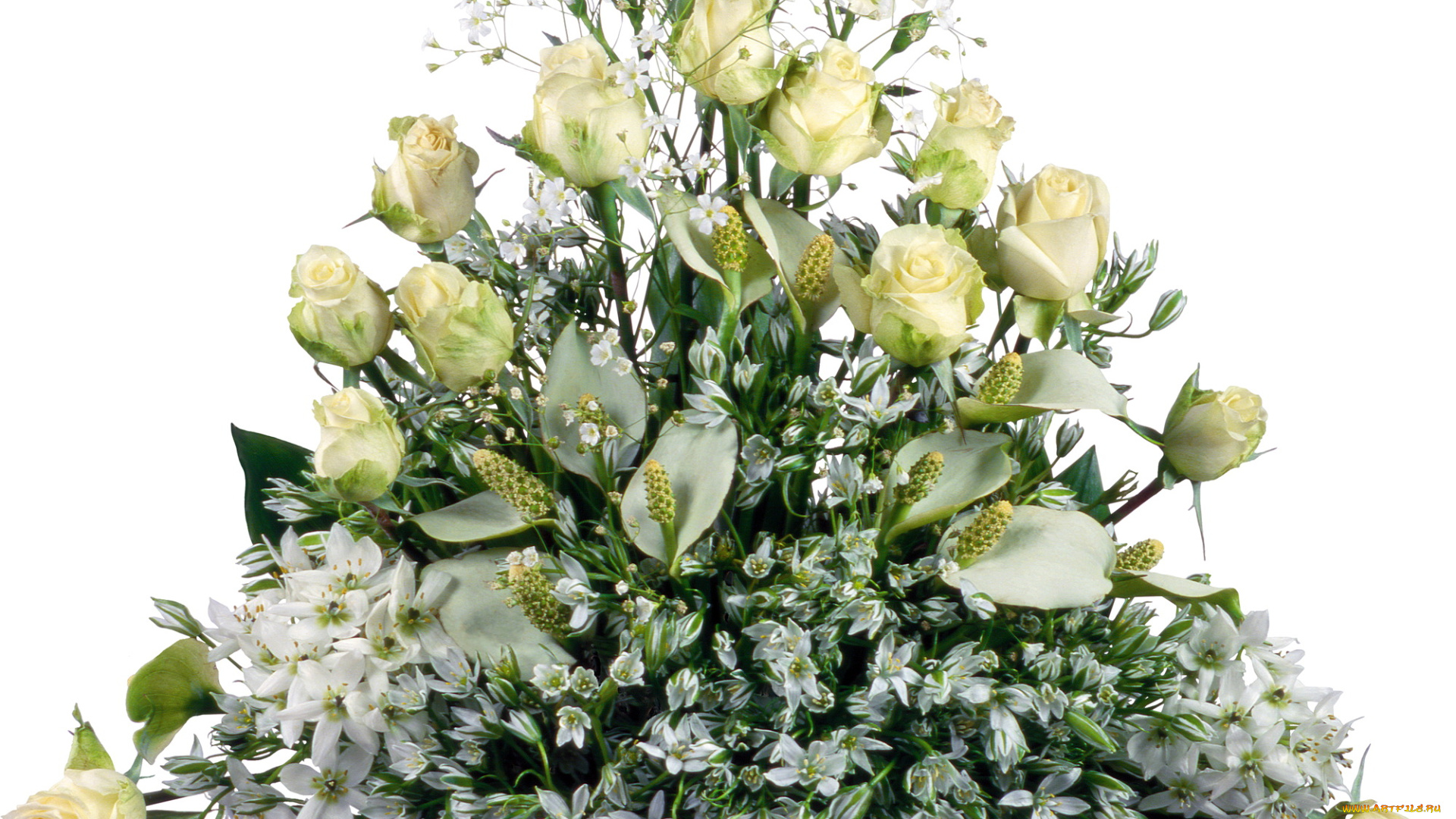 цветы, букеты, композиции, белые